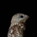 Bienparado grande (Nyctibius grandis): el ave que se disfraza de rama, fotografiada en Granada, Meta