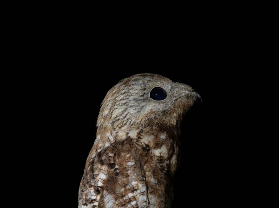 Cabeza del bienparado grande o nictibio grande (Nyctibius grandis) fotografiado de noche en Granada, Meta, Colombia
