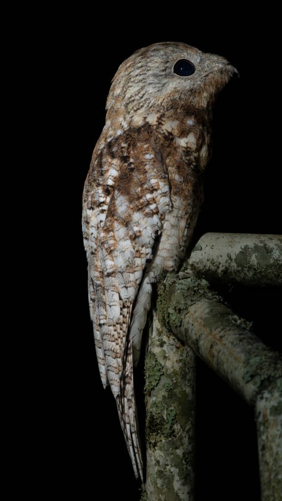 Bienparado grande o nictibio grande (Nyctibius grandis) posado de noche en Granada, Meta, Colombia