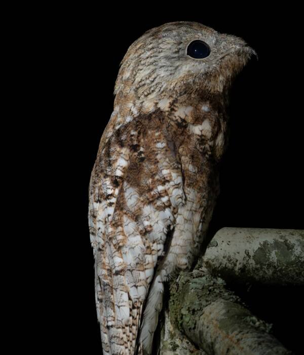 Bienparado grande (Nyctibius grandis) posado de noche en Granada, Meta, fondo de pantalla gratis